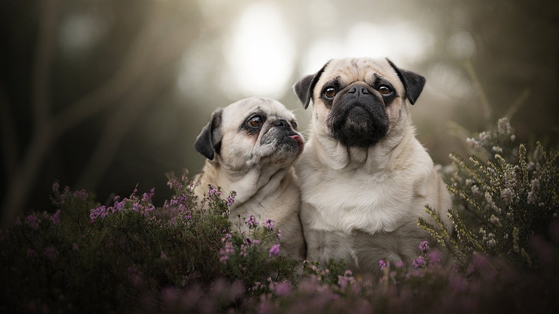 Dota 2 战队教练团队重组效果显著，dota2各战队教练